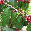 Wake Up to Coffee Tourism Photo